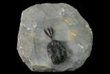 Trident Walliserops Trilobite - Msissi, Morocco #154310-1